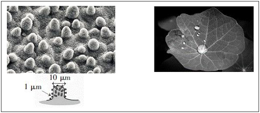 荷叶名义的宏观构造及超疏水成效 荷叶名义的宏观构造及超疏水成效